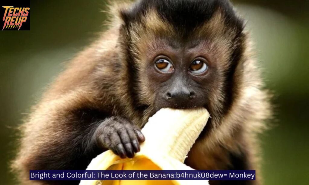 Bright and Colorful: The Look of the Banana:b4hnuk08dew= Monkey