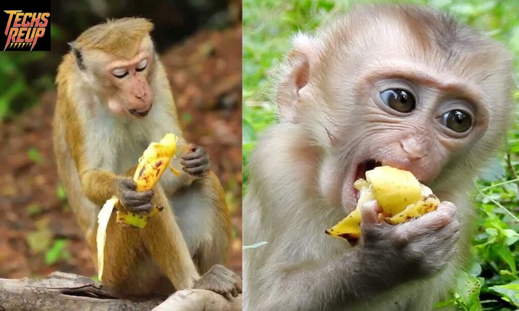 How to Feed a Monkey: Banana:b4hnuk08dew= Monkey Tips