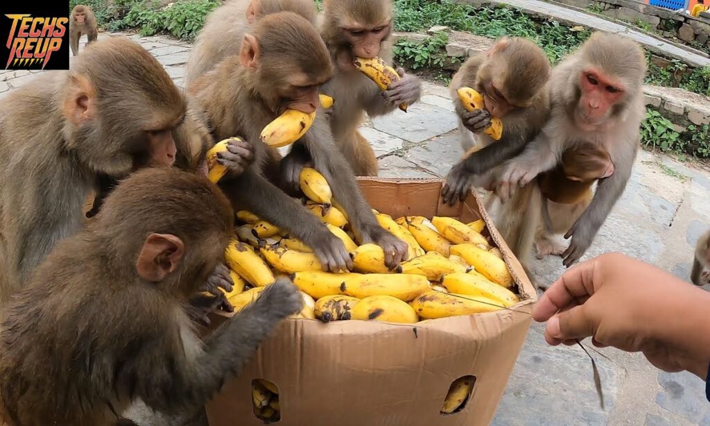 Why Do Monkeys Love Bananas?